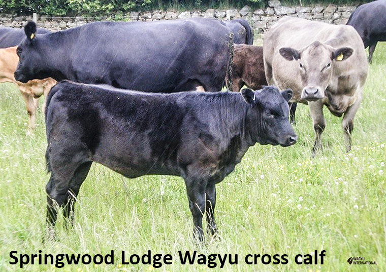 Wagyu cross calf with recipient cows on Springwood Lodge